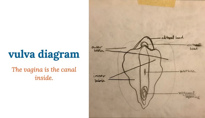 vulva diagram; the vagina is the canal inside.